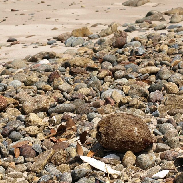 流れ寄るヤシの実。